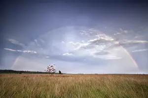 Deciduous Tree In Wetland Prints: Rainbow over rowan tree on marsh after rain