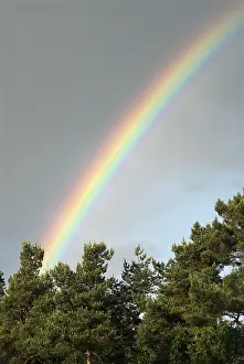Cloudy Atmosphere Pictures Prints: Rainbow in the sky above pine trees