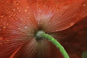 Spring Awakening Flower Prints: Raindrops