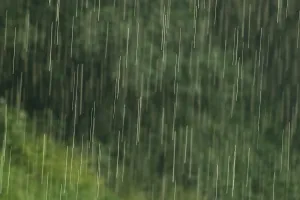 Rainy Forest Landscape Prints: Raindrops falling