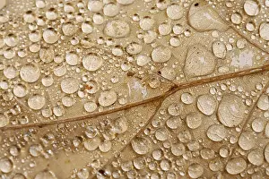 Autumnal Colored Leaves Prints: Raindrops on a leaf