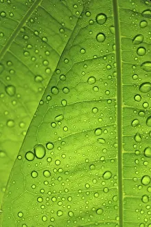 Open Air Photography Prints: Raindrops on leaf