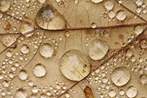 Autumn Leaf Prints: Raindrops on a leaf