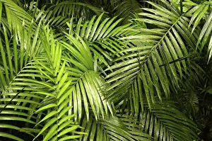 Central America Nature Photography Prints: Rainforest