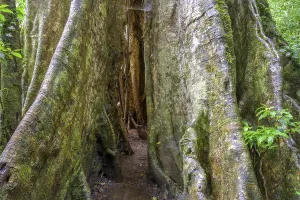 South American Jungle Scene Prints: Rainforest, tree in the rainforest