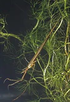 Prints of Ranatra linearis, stick bug, water needle, water stick bug, aquatic, high size, portrait format, insects, bugs, water bugs Related Prints: Ranatra linearis Print - Water Stick Bug Portrait