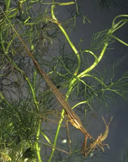 Ranatra Linearis Prints: Ranatra linearis, stick bug, water stick bug