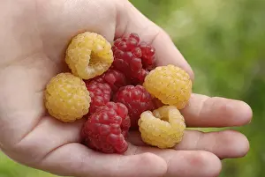 Garden Fresh Produce Prints: Raspberries