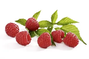 Vitamin Rich Berries Prints: Raspberries with raspberry leaves