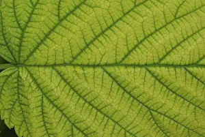 Open Air Photography Prints: Top side of a raspberry leaf
