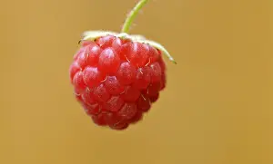 Red Fruit Nutrition Prints: Raspberry (Rubus idaeus)