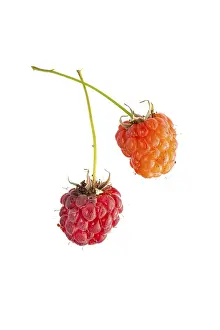 Lower Saxony Garden Prints: Raspberry (Rubus idaeus), berry
