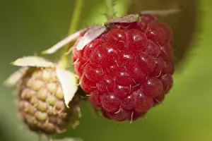Red Berry Close Up Prints: Raspberry (Rubus idaeus) on bush