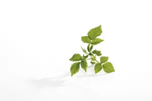 Studio Shot Of Raspberries Prints: Raspberry (Rubus idaeus) leaves