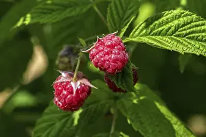 Baden Wurttemberg Scenery Prints: Raspberry (Rubus idaeus), ripe fruit