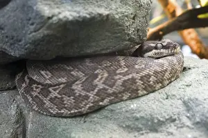 Python Prints: Rauschuppenpython Print, Wuppertal, Germany