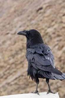Corvids In The Wild Prints: Raven perched on a ledge