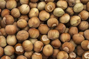 Appetizing Food Prints: Raw hazelnuts with shell closeup as background