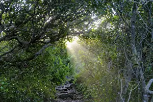 Western Cape Scenery Prints: Ray of light, mood in the forest
