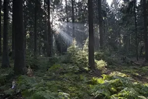 Fagus Sylvatica Images Prints: Rays of light in the common beech (Fagus sylvatica)
