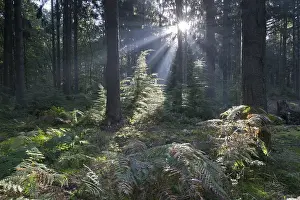 Deciduous Tree Photos Prints: Rays of light in the common beech (Fagus sylvatica)