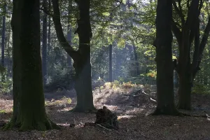 Common Beech Prints: Rays of light in the common beech (Fagus sylvatica)