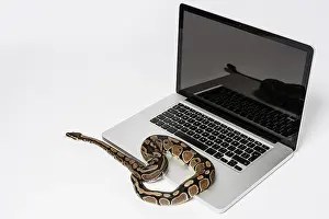 Python Prints: Python Programming Print: Real Snake and Laptop Computer