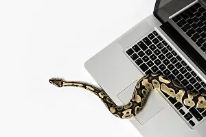 Python Prints: Real Python Snake and Laptop Computer Print: Programming Concepts