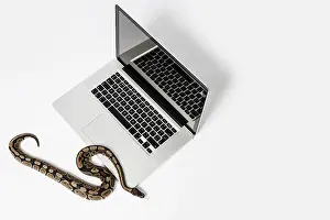 Python Prints: Real Python Snake and Laptop Computer Print: Coding Concepts