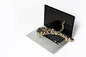 Python Prints: Real Python Snake and Laptop Computer Print: Coding Concepts