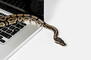 Python Prints: Real Python Snake and Laptop Computer Print: Coding Concepts