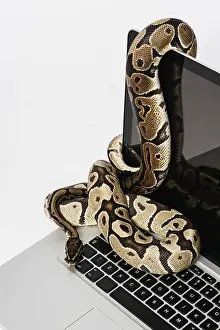 Prints of Real python snakes and laptop computer. Concept of using high-level programming language for software engineering Related Image Prints: Python Snakes and Laptops: Software Engineering Print