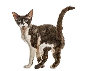 Devon Rex Cat Prints: Rear view of a Devon rex cat isolated on white