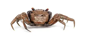 Wild Animal Isolated On White Prints: Rear view of a Male Java vampire crab