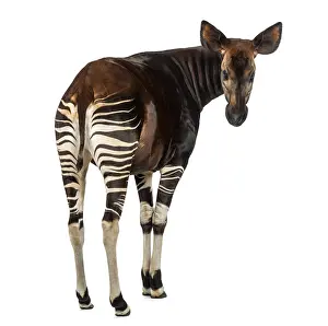 Johnstoni Prints: Rear View Okapi Print, Okapia johnstoni Isolated on White