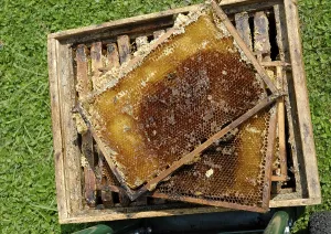 Western Honey Bees Prints: Recently strained, empty honeycombs