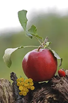 Red Apple Prints: Red apple