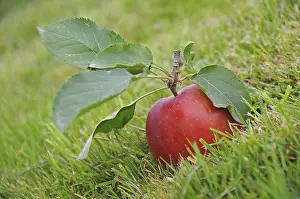 Daytime Fruit Photography Prints: Red apple lying on the grass