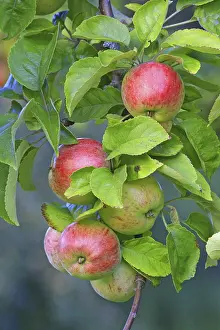 Balanced Diet Inspiration Prints: Red apples hanging from a tree