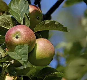 Red Apples On Tree Prints: Red apples on a tree