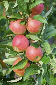 Central European Apples Prints: Red apples on a tree, Germany