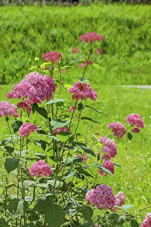 Hydrangea Macrophylla Prints: Red bigleaf hydrangea (Hydrangea macrophylla)