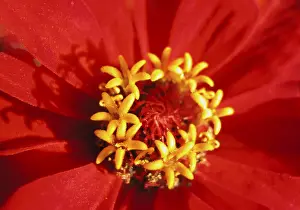 Colorful Summer Flowers Prints: Red bloom