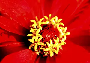 Colorful Summer Flowers Prints: Red bloom