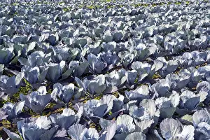 Red Cabbage Germany Prints: Red cabbage, red cabbage, blue cabbage