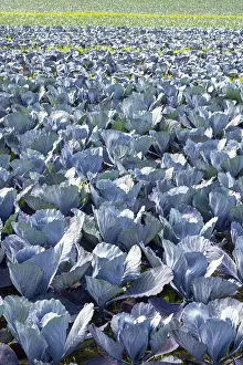 Southern Germany Farming Practices Prints: Red cabbage, red cabbage, blue cabbage