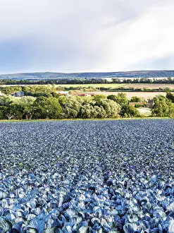 Scottish Farmland Landscape Prints: Red Cabbage on Scottish fields