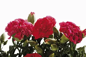 Red Coloured Blooms Prints: Red carnations
