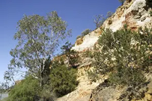 Rocky Cliff Landscape Prints: Red cliffs with Eucalyptus trees and pine trees