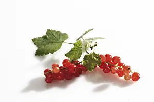 Studio Shot Fruit Photography Prints: Red Currant panicles